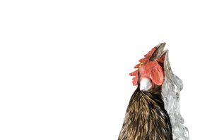chicken img