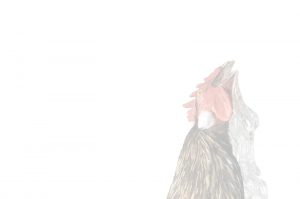 chicken img