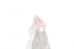 img flipped